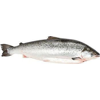 Лосось с г 5 6 кг охл. 2