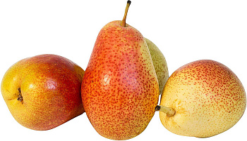 Груша Форель