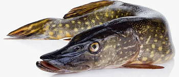 5764 Щука охлажденная с головой непотр., кг