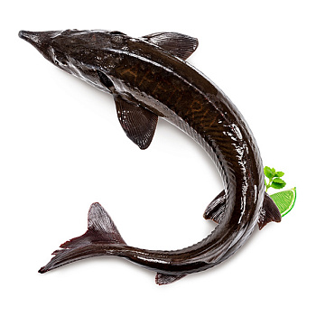 5504 осетр живой