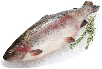 13056 Форель Мурманская с головой тушка 4-5 кг