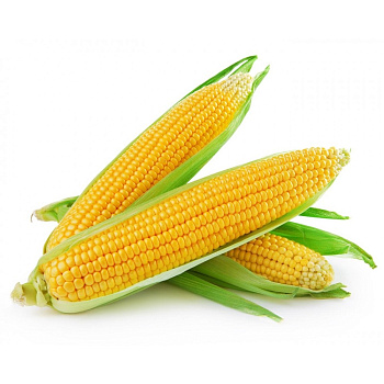 Кукуруза в початках, кг